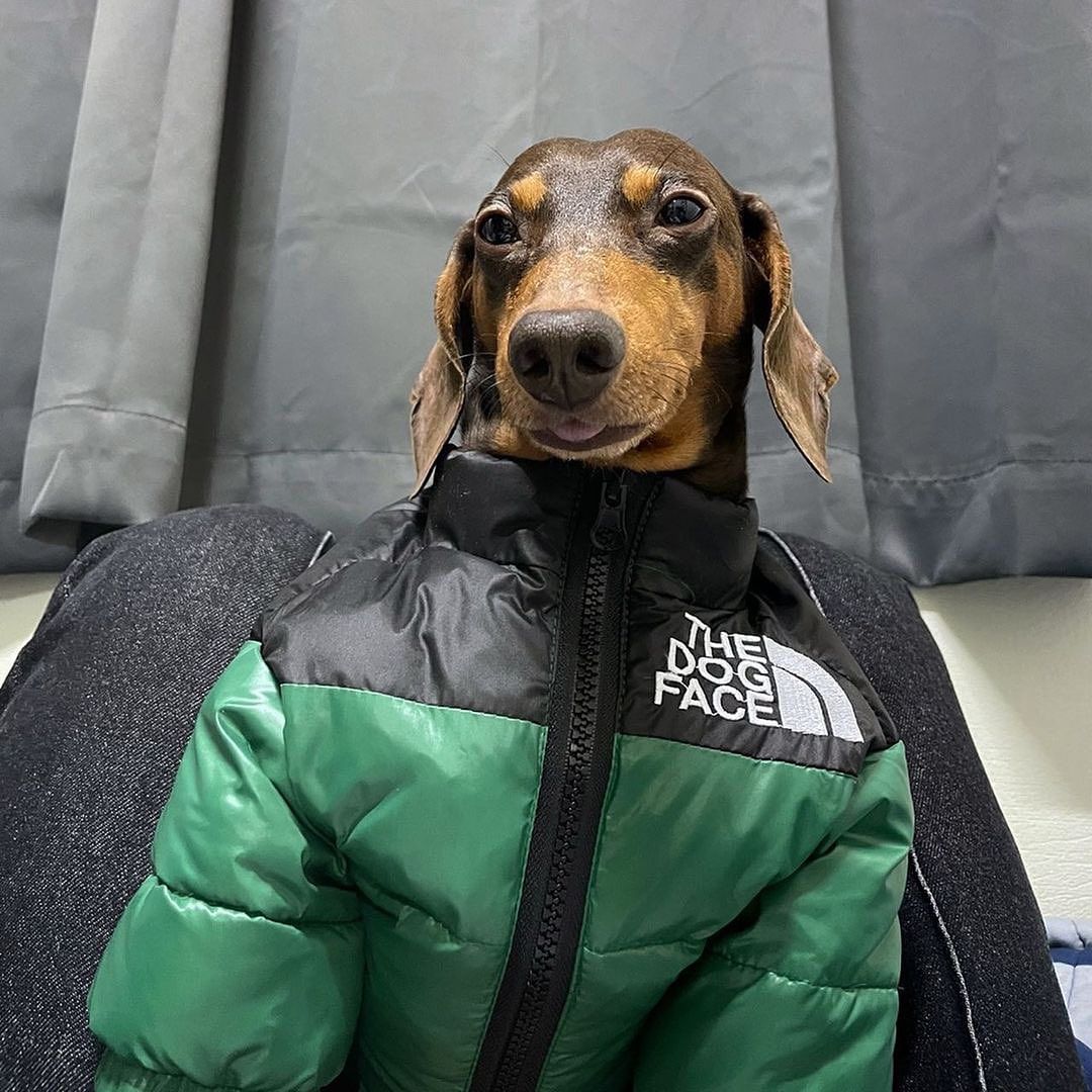 Dachshund-Warm-Windproof-Jacket-doxie.us