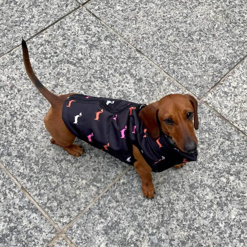 Dachshund-Zipper-Vest-Windproof-Winter-Jacket-www.doxie.us