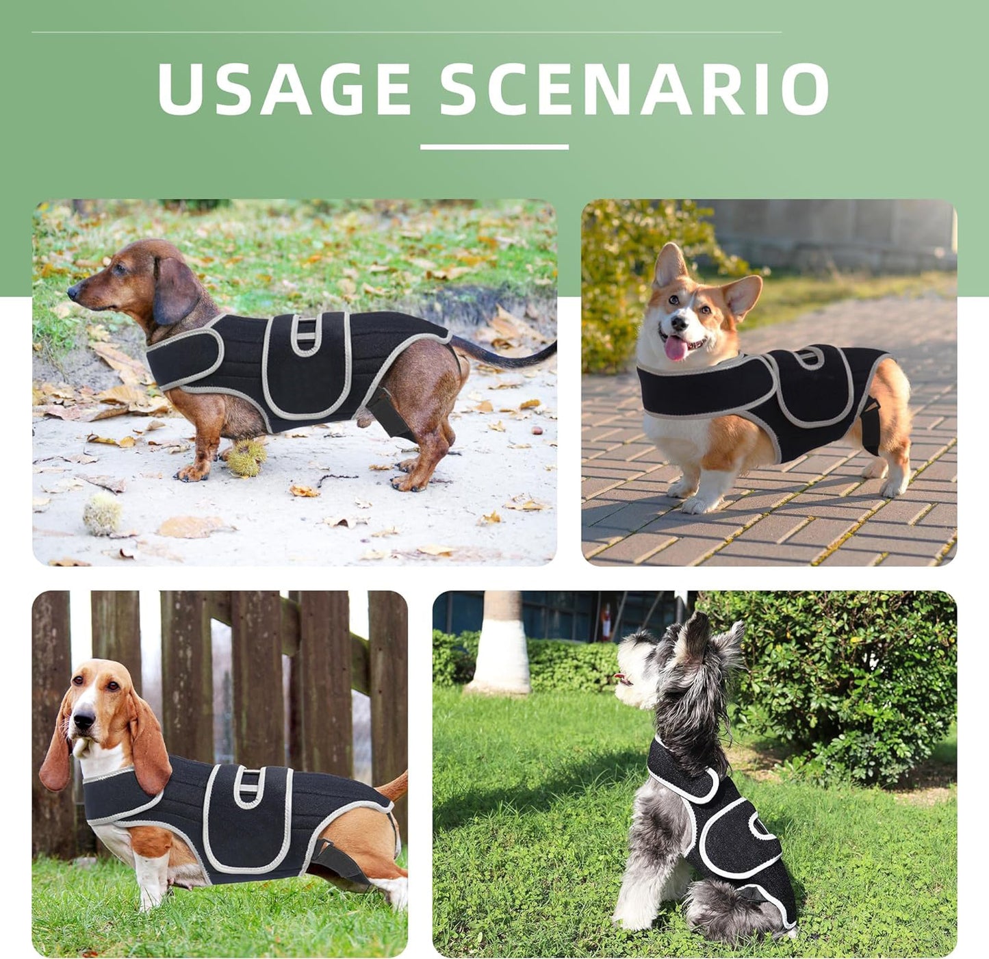 Dachshund Back Support Brace for IVDD Arthritis & Pain Management