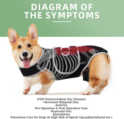Dachshund back support brace for IVDD, view 4