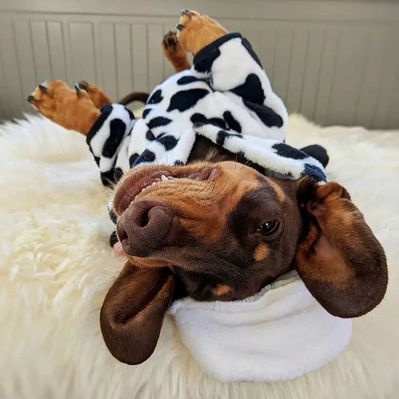 Dachshund Cow Hoodie Cozy & Cute Doxie Outfit