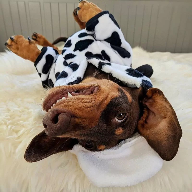 Dachshund Cow Hoodie Cozy & Cute Doxie Outfit