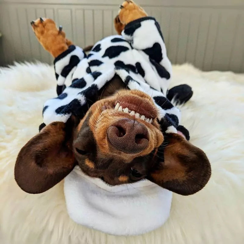 Dachshund Cow Hoodie Cozy & Cute Doxie Outfit