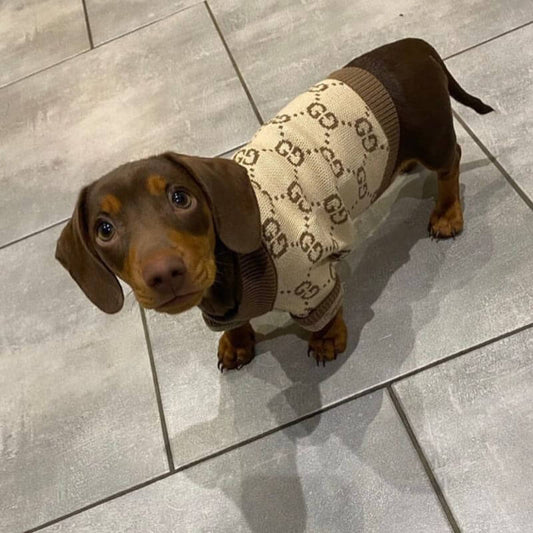 Luxury Beige Pawcci Sweater for Dachshund