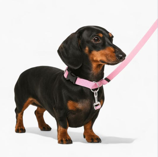 SafePaw Dachshund Car Seat Belt – Adjustable Nylon Leash Travel Safety