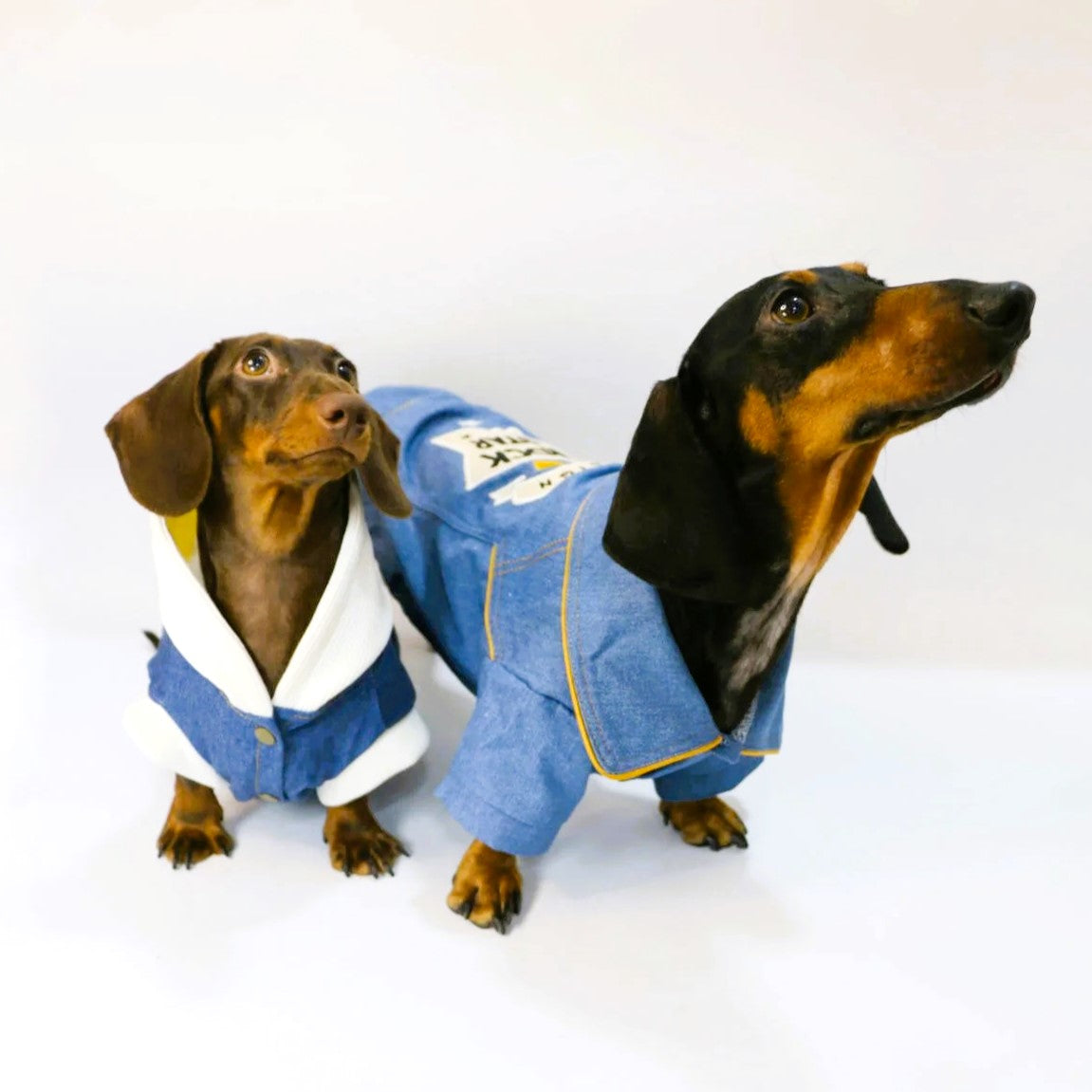 DenimPaw-Dachshund-Hoodie-Jacket.jpg