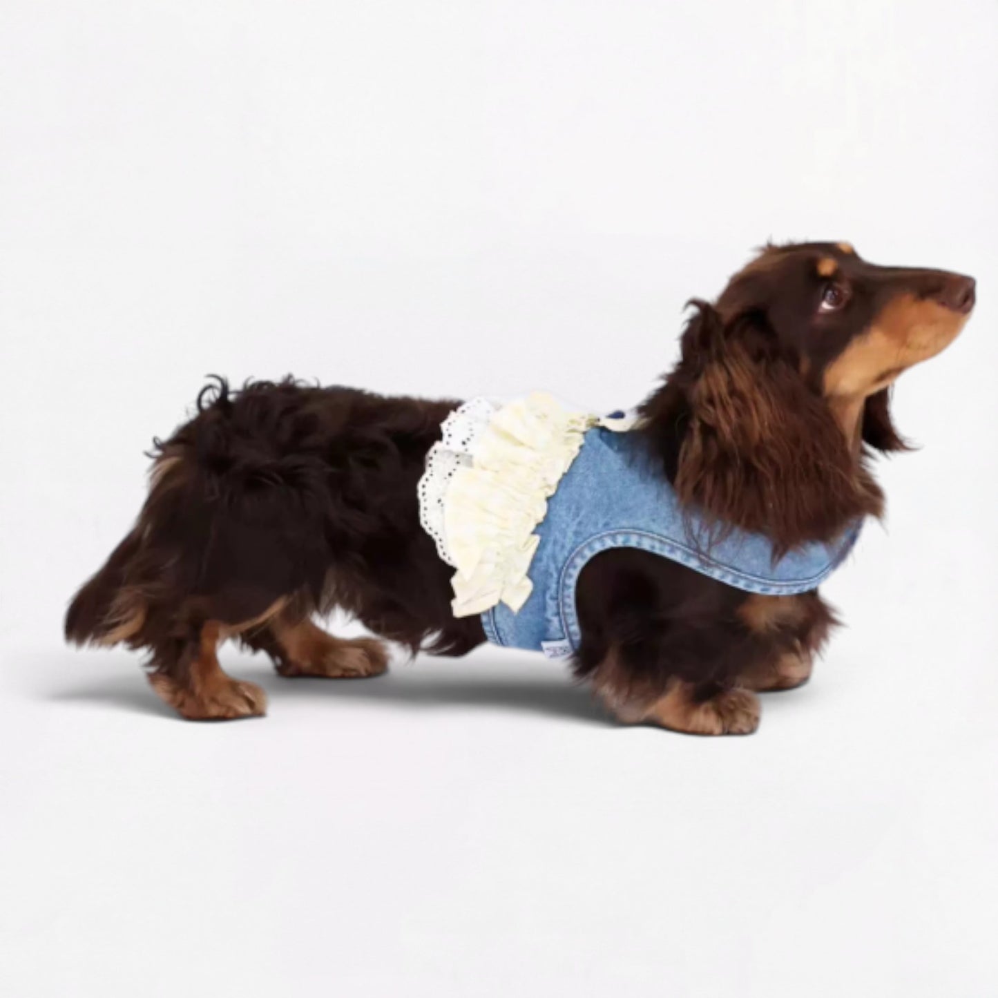 DenimPup-Dachshund-Denim-Lace-Skirt.jpg