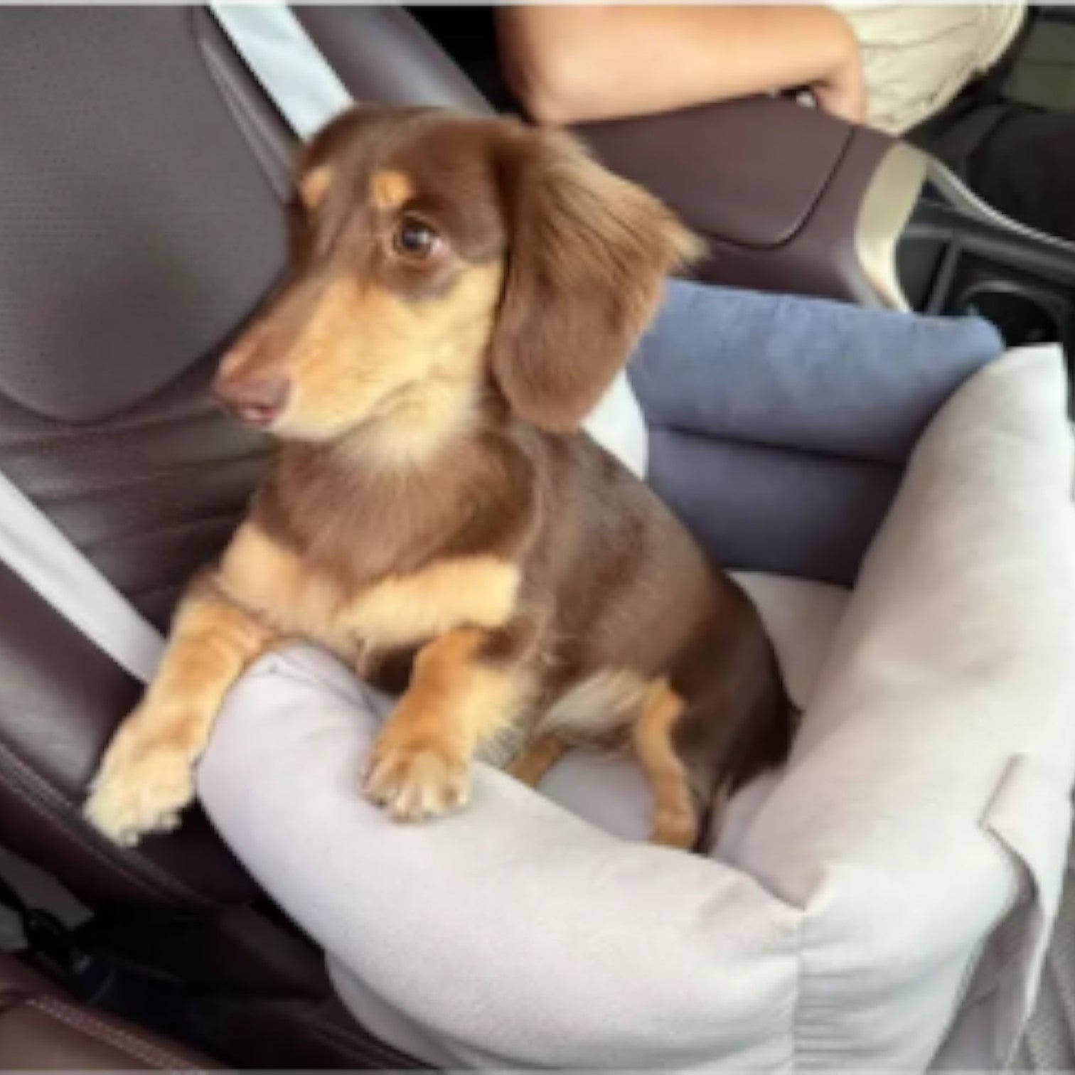 DoxEase-Dachshund-Car-Seat.jpg