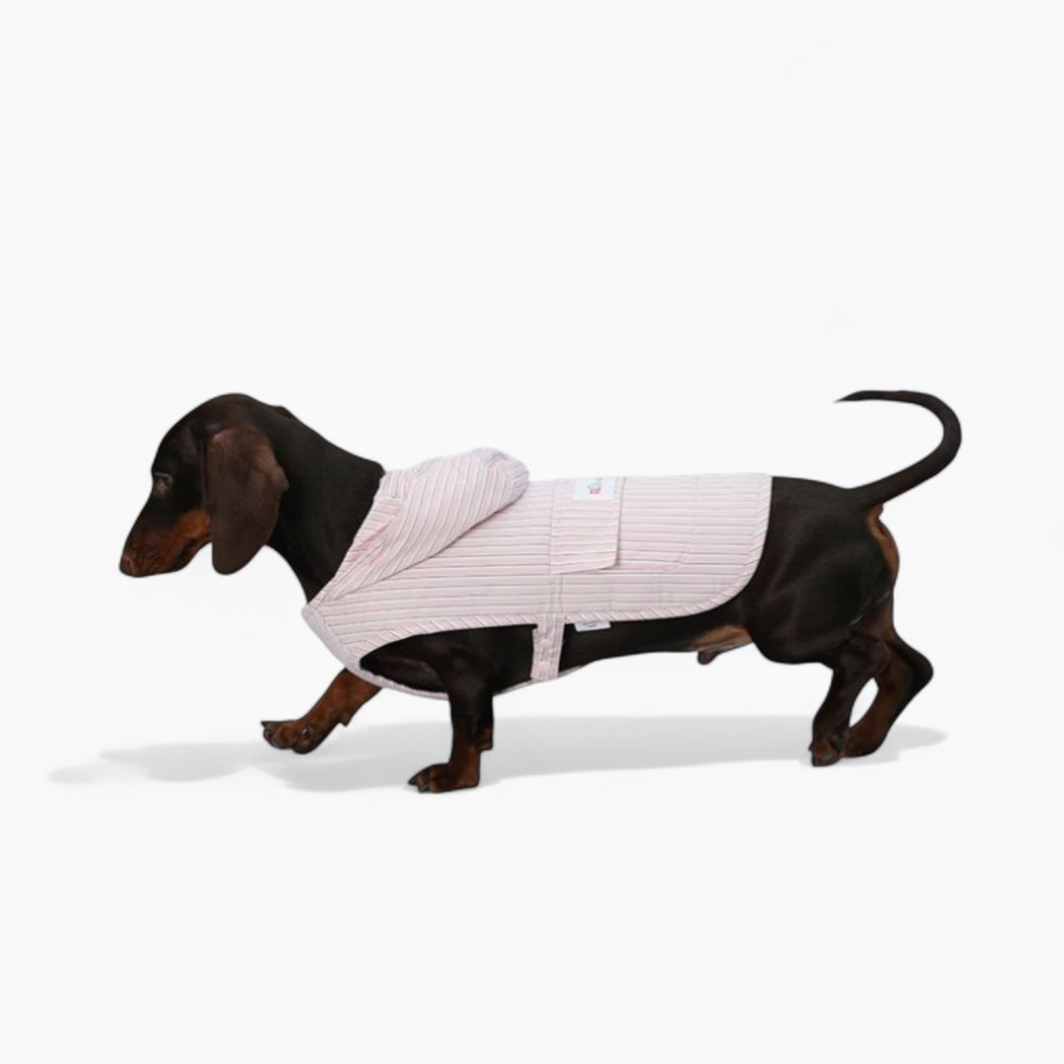 DoxiCape-Dachshund-Hooded-Bichon.jpg