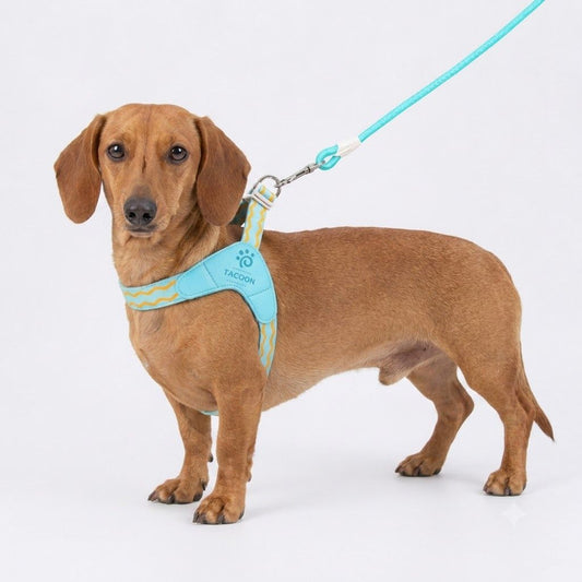 DoxiGlow-Dachshund-Saddle-Harness-Leash-Set.jpg