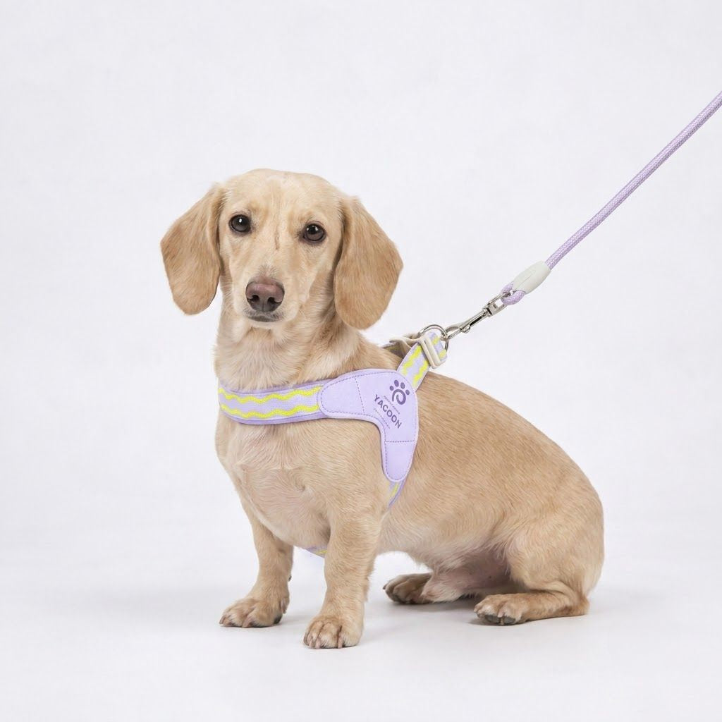 DoxiGlow-Dachshund-Saddle-Harness-Leash-Set.jpg
