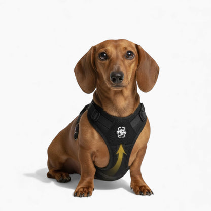 DoxiLift™-Dachshund-Walking-Aid-Harness.jpg