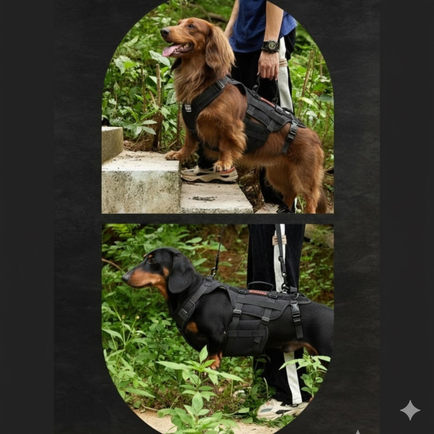 DoxiLift™-Dachshund-Walking-Aid-Harness.jpg