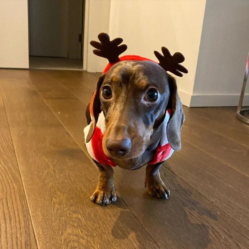 Doxie-Elk-Christmas-Costume-Cozy-Holiday-Outfit-www.doxie.us