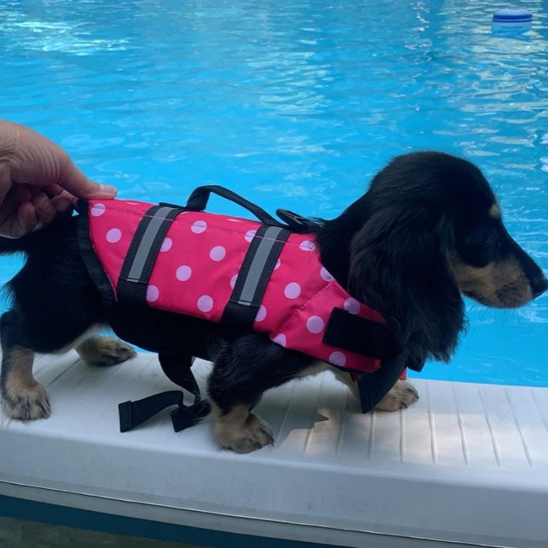 Doxie-Flotation-Vest-www.doxie.us