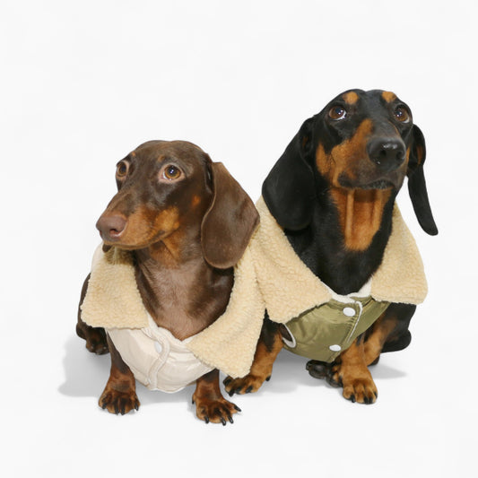 Doxie-Sherpa-Puffer-Dachshund-Vest.jpg