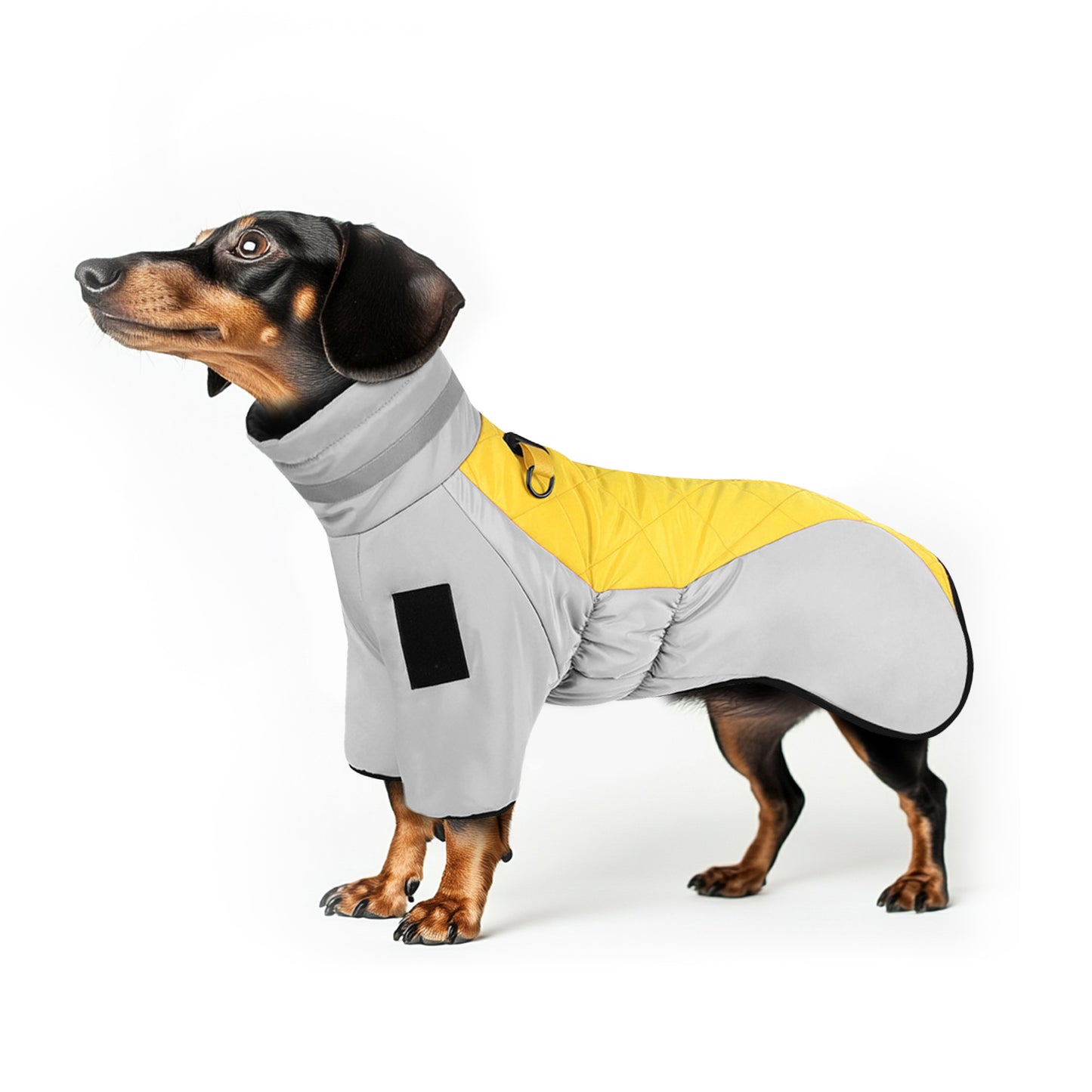 Doxie-winter-jacket-www.doxie.us