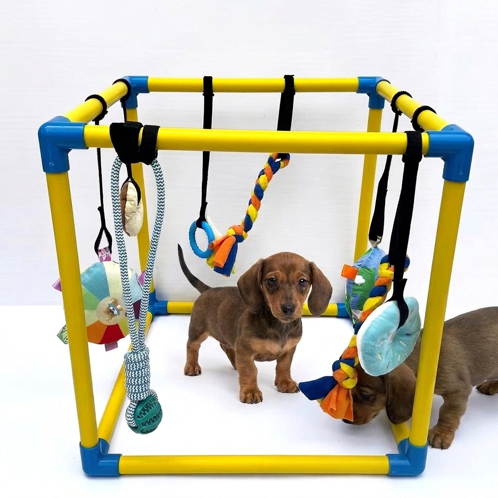 DoxiePlay-Dachshund-Activity-Gym.jpg