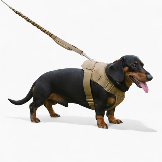 DoxieTrek Dachshund Harness Leash Set – Heavy-Duty Dog Training Vest