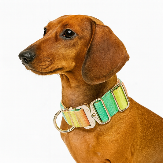 DuraPaw-Dachshund-Gradient-Collar-Leash-Set.jpg