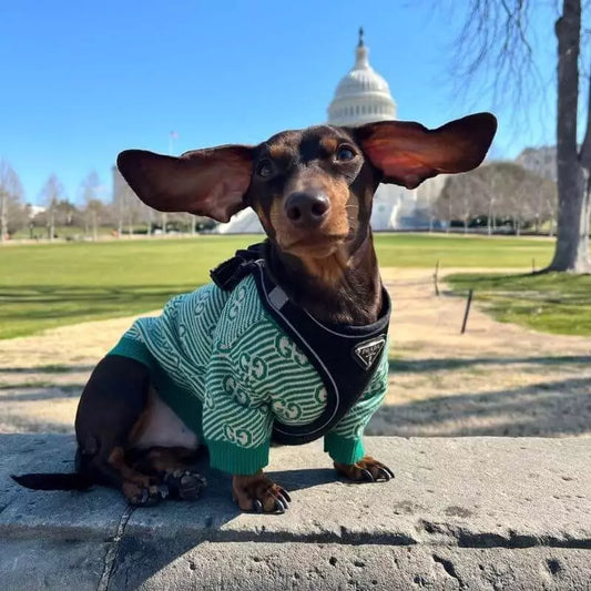 EcoDoxie-Green-Dachshund-Sweater-www.doxie.us