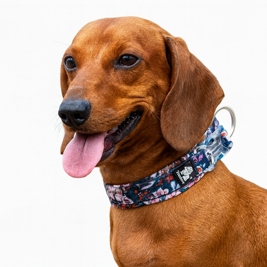 Florish-Dachshund-Floral-Collar.jpg