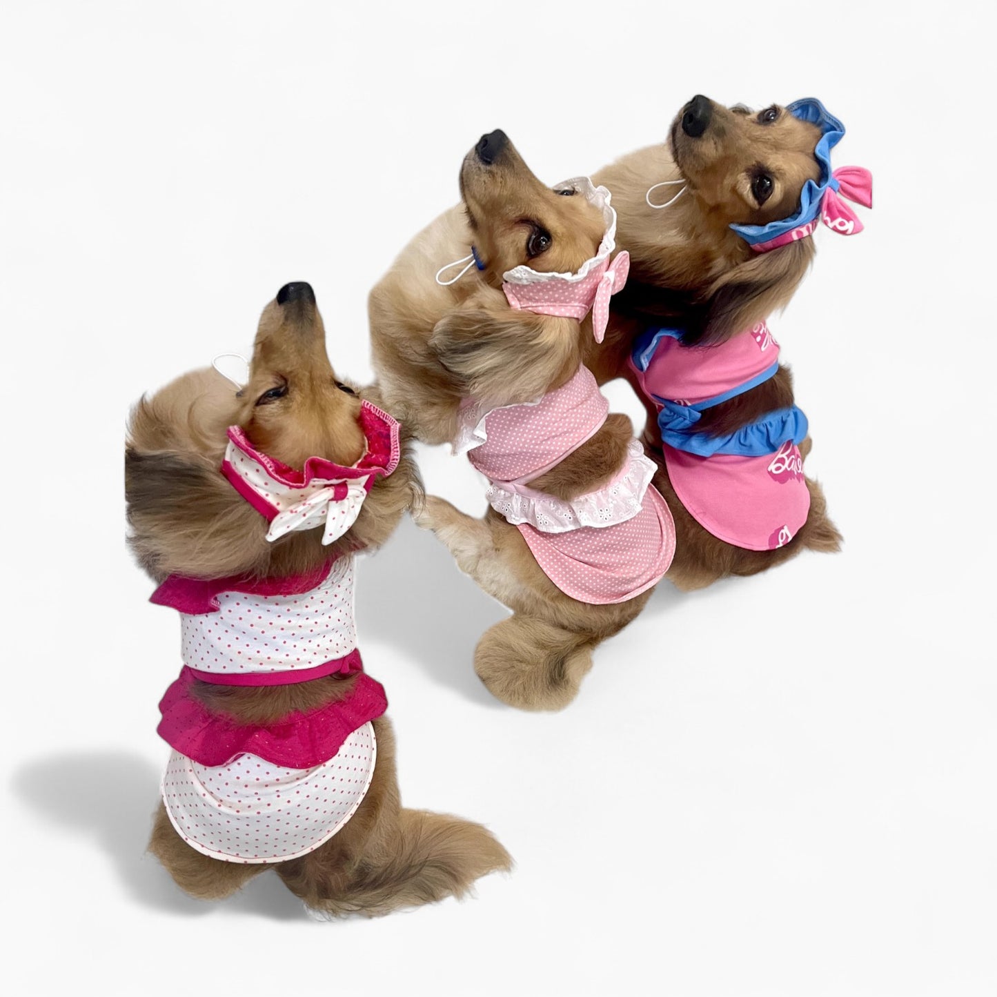 GlamPup-Dachshund-Ruffle-Dress-Set.jpg