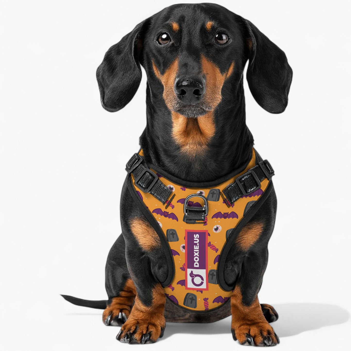 Maggie -  No-Pull Dachshund Dog Harness