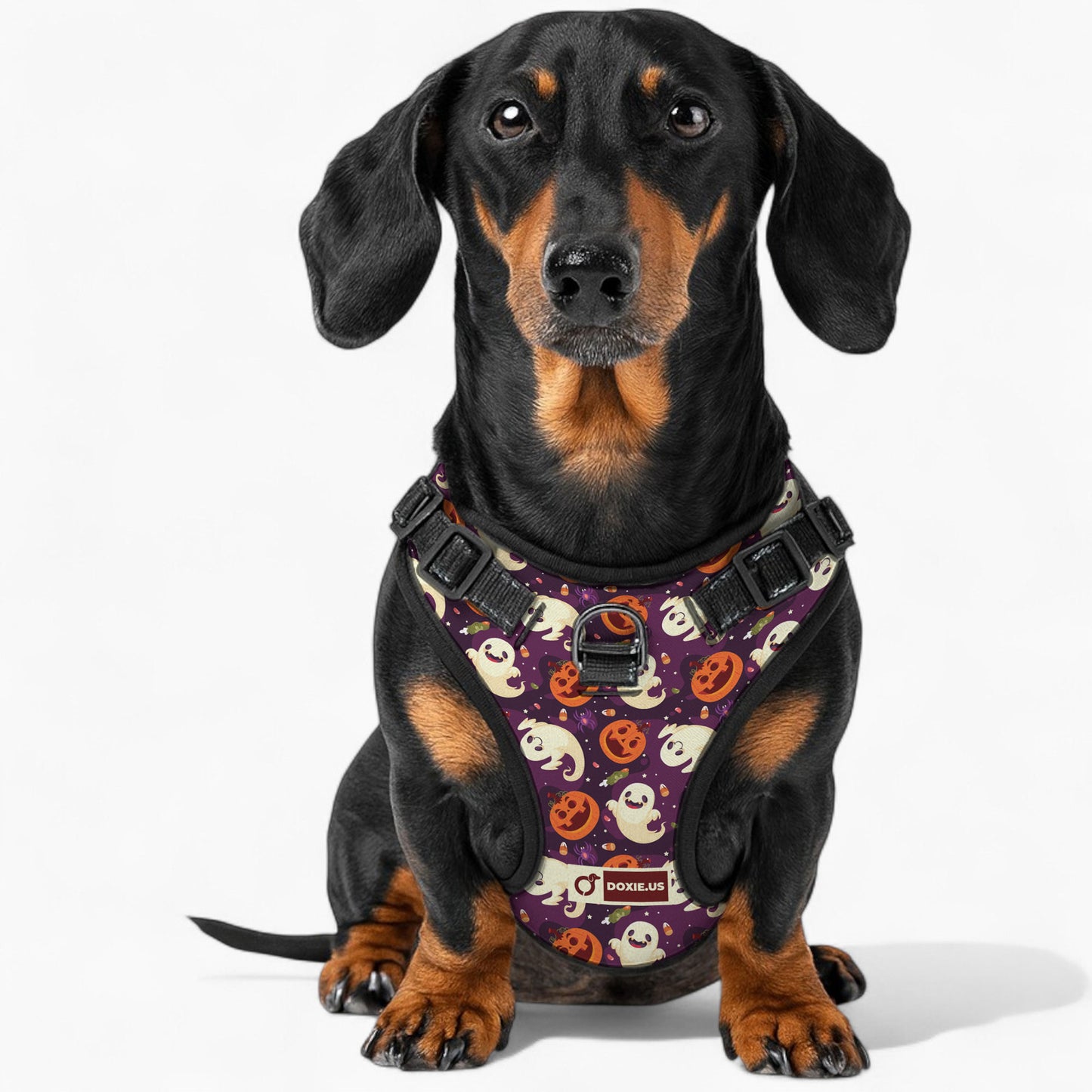 Rosie -  No-Pull Dachshund Dog Harness