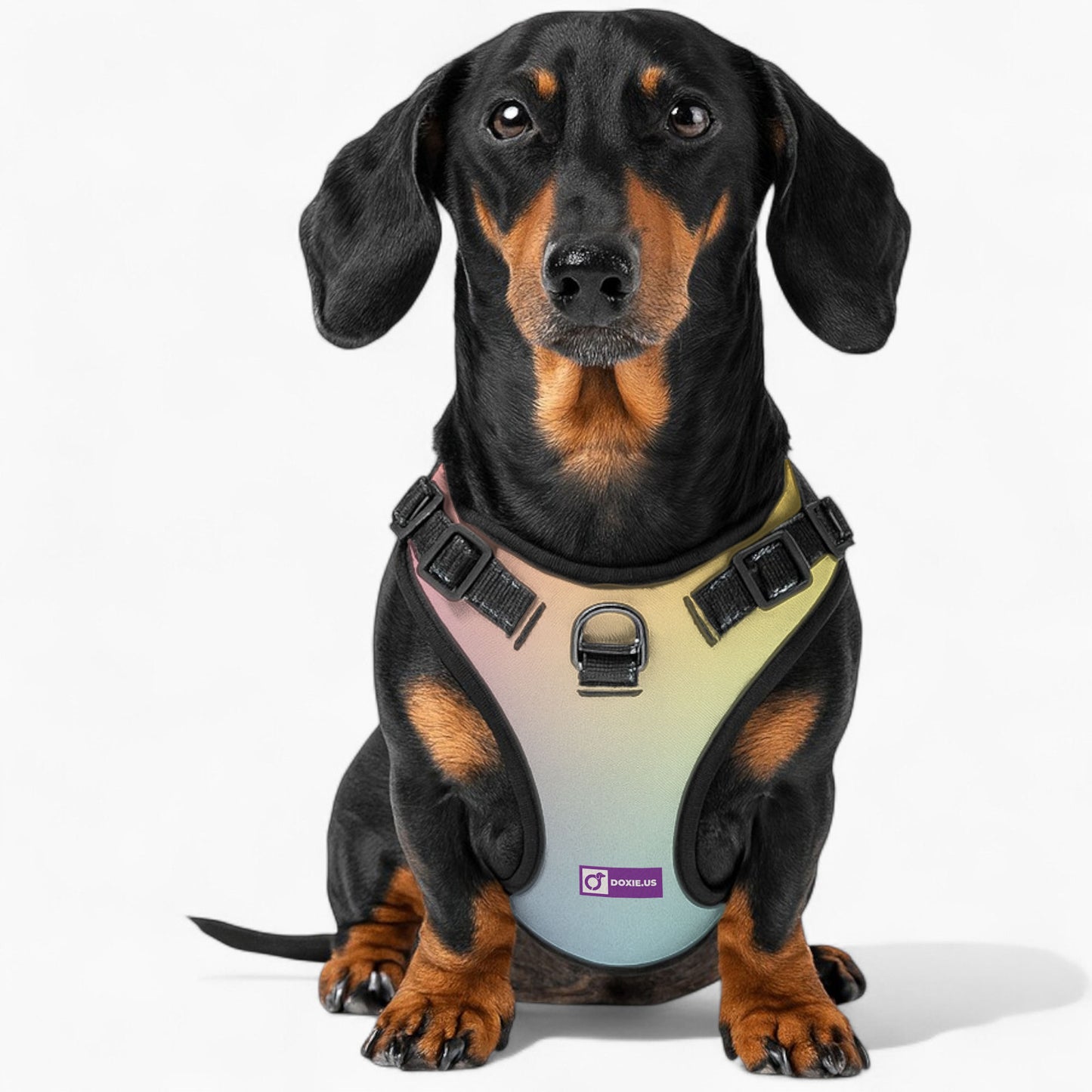 Simone -  No-Pull Dachshund Dog Harness