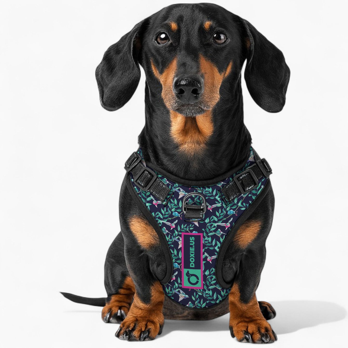 Sophie -  No-Pull Dachshund Dog Harness