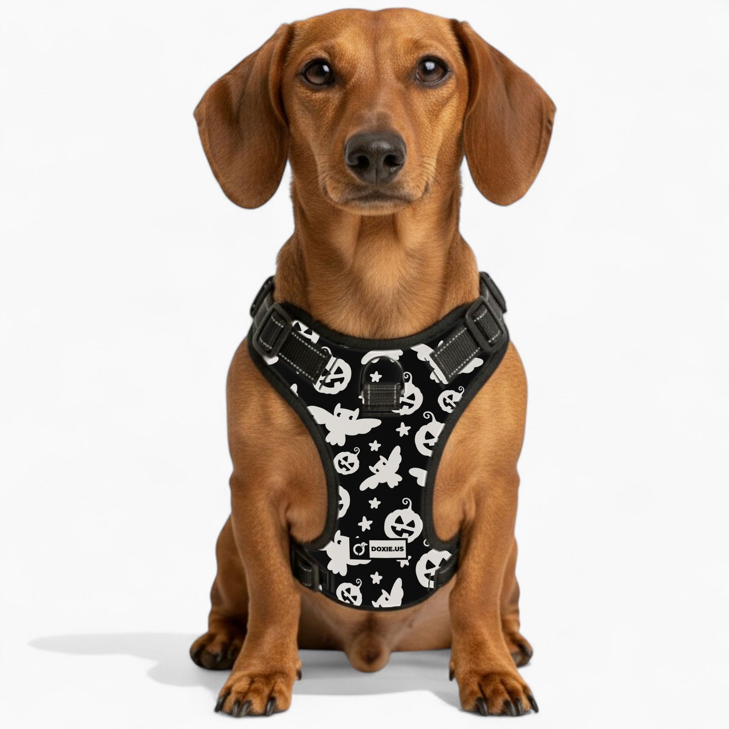 Poppy -  No-Pull Dachshund Dog Harness