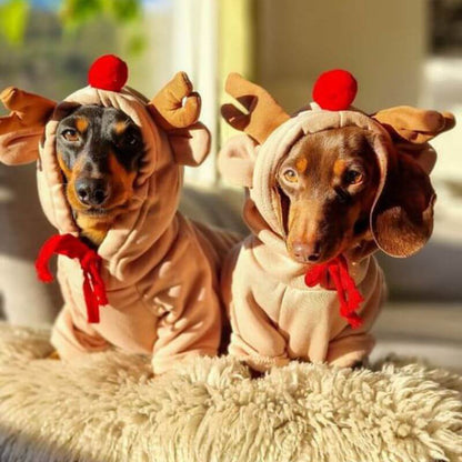 Reindeer Christmas hoodie on a dachshund, view 4