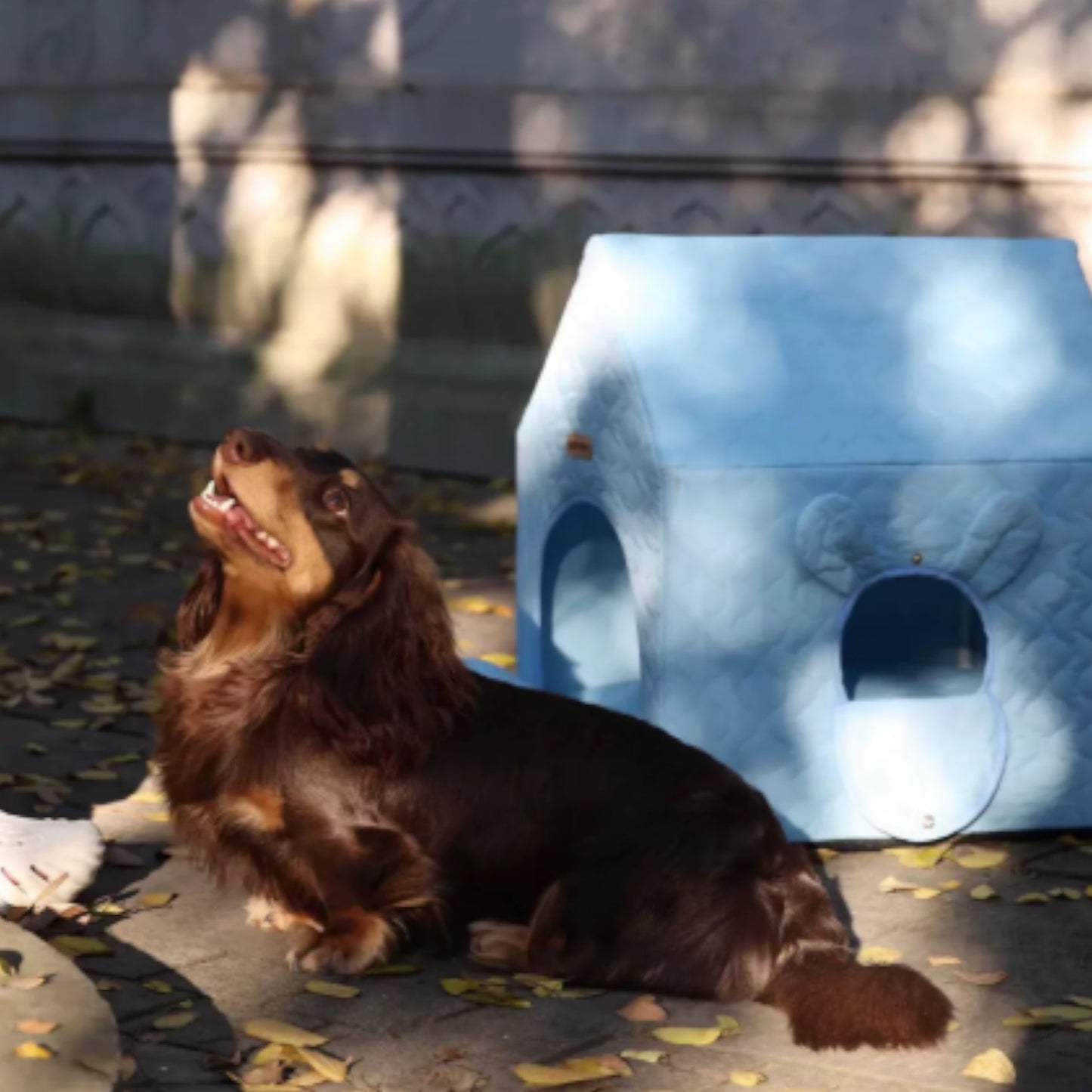 HouPup-Dachshund-Tent-House.jpg