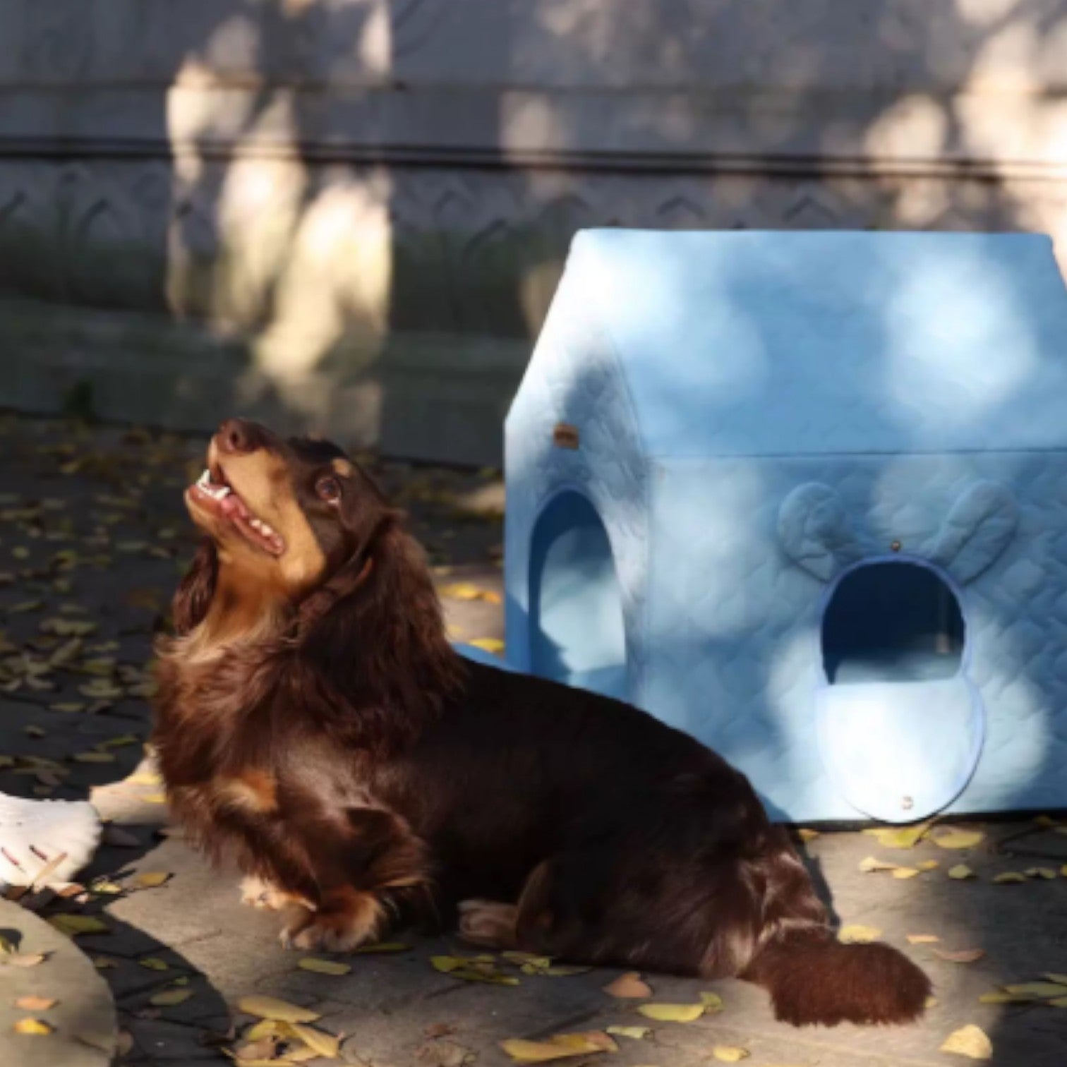 HouPup-Dachshund-Tent-House.jpg