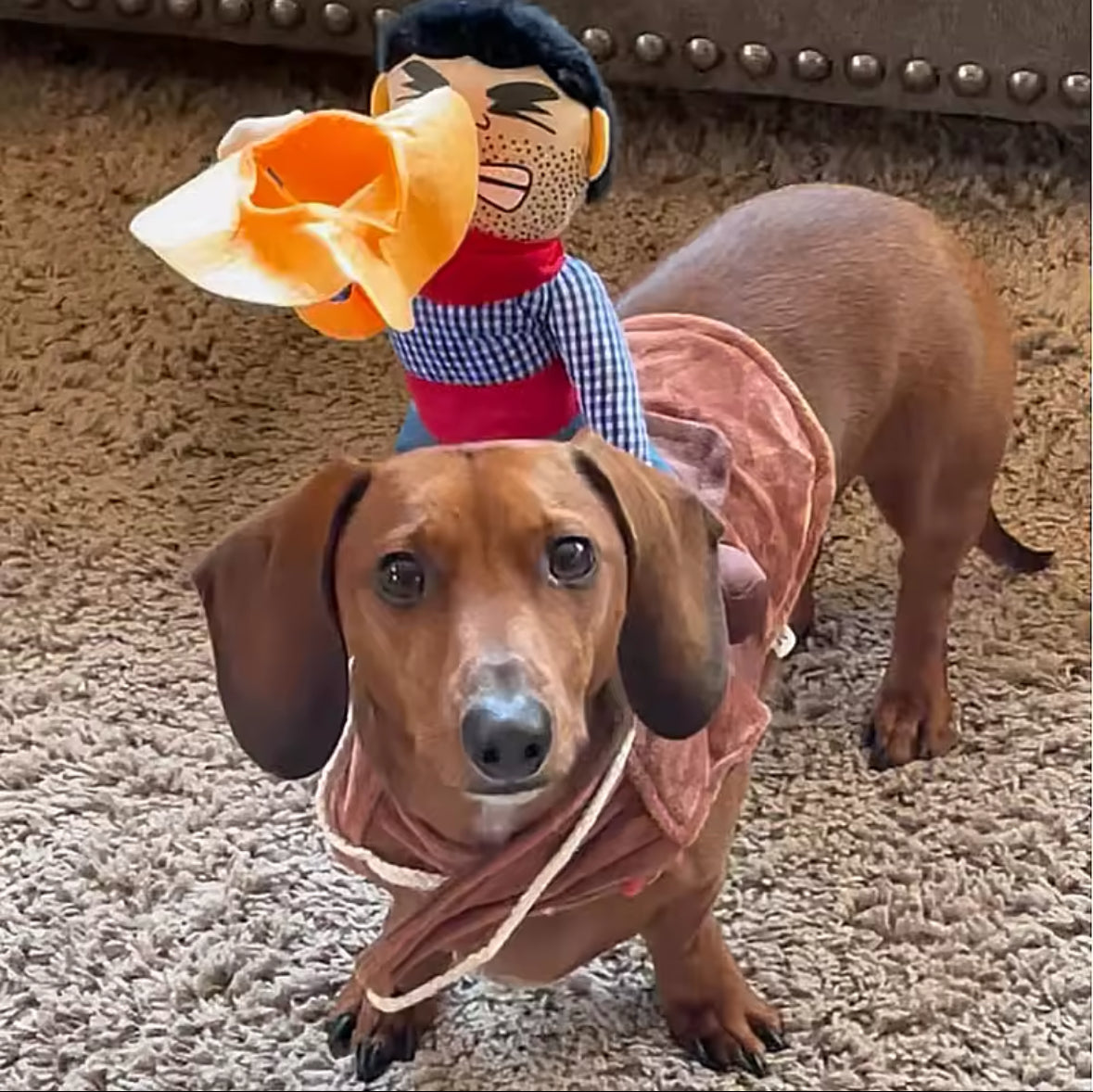 Cowboy Costume for Dachshunds Stylish Doxie Halloween Outfit