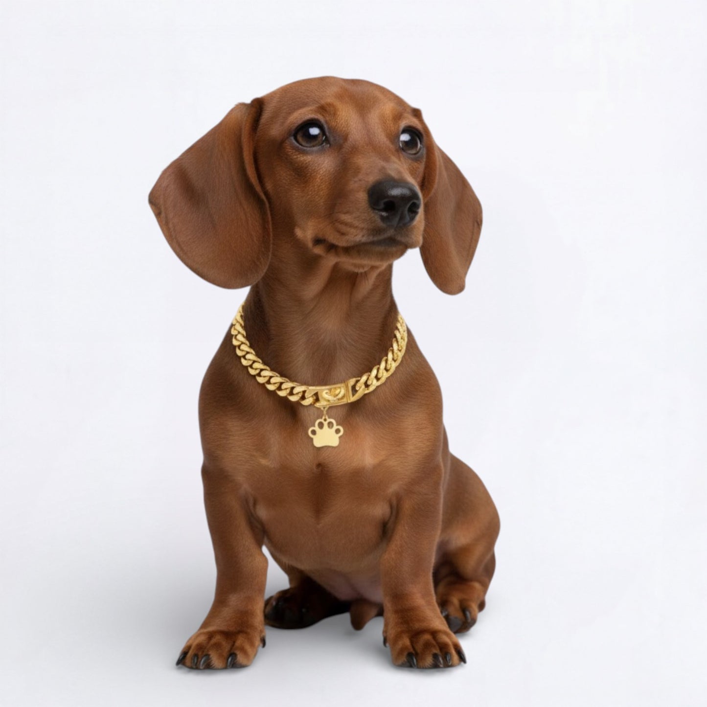 LuxePaw-Dachshund-Cuban-Collar.jpg