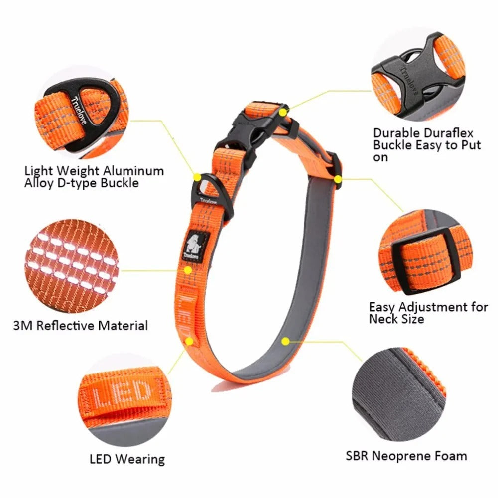 Luxeen-Dachshund-LED-Collar.jpg