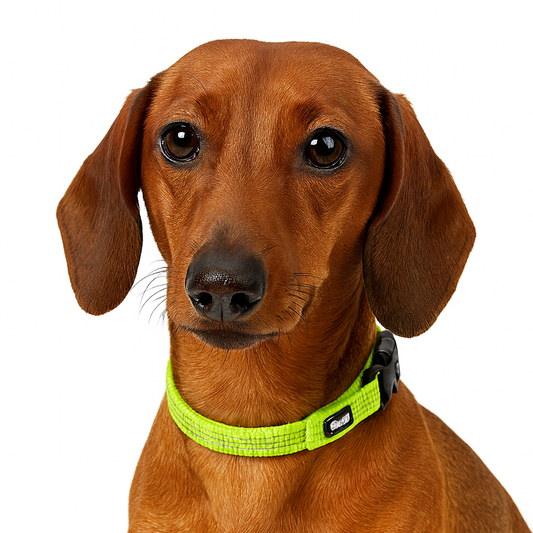 Luxeen-Dachshund-LED-Collar.jpg