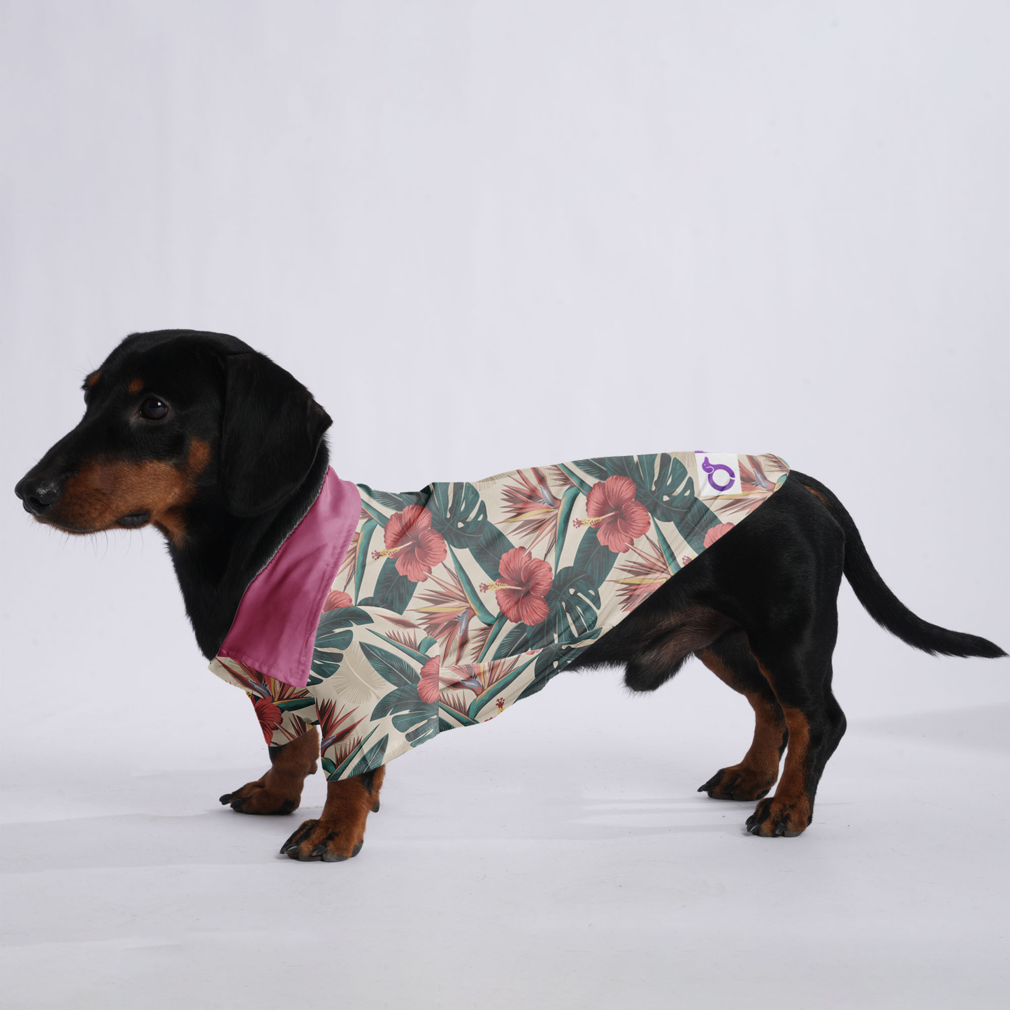 Zeus - Hawaiian Shirt for Doxies