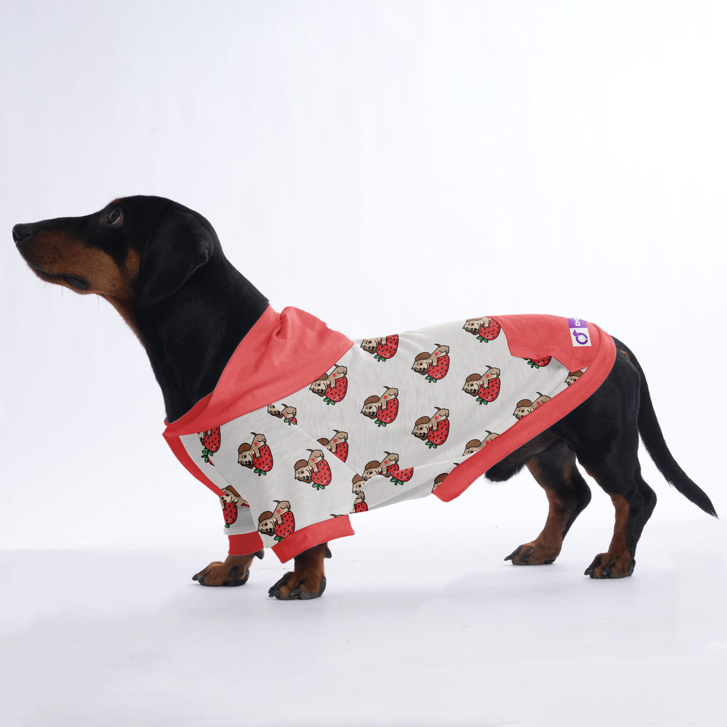 Paula - Hoodies for Dachshunds