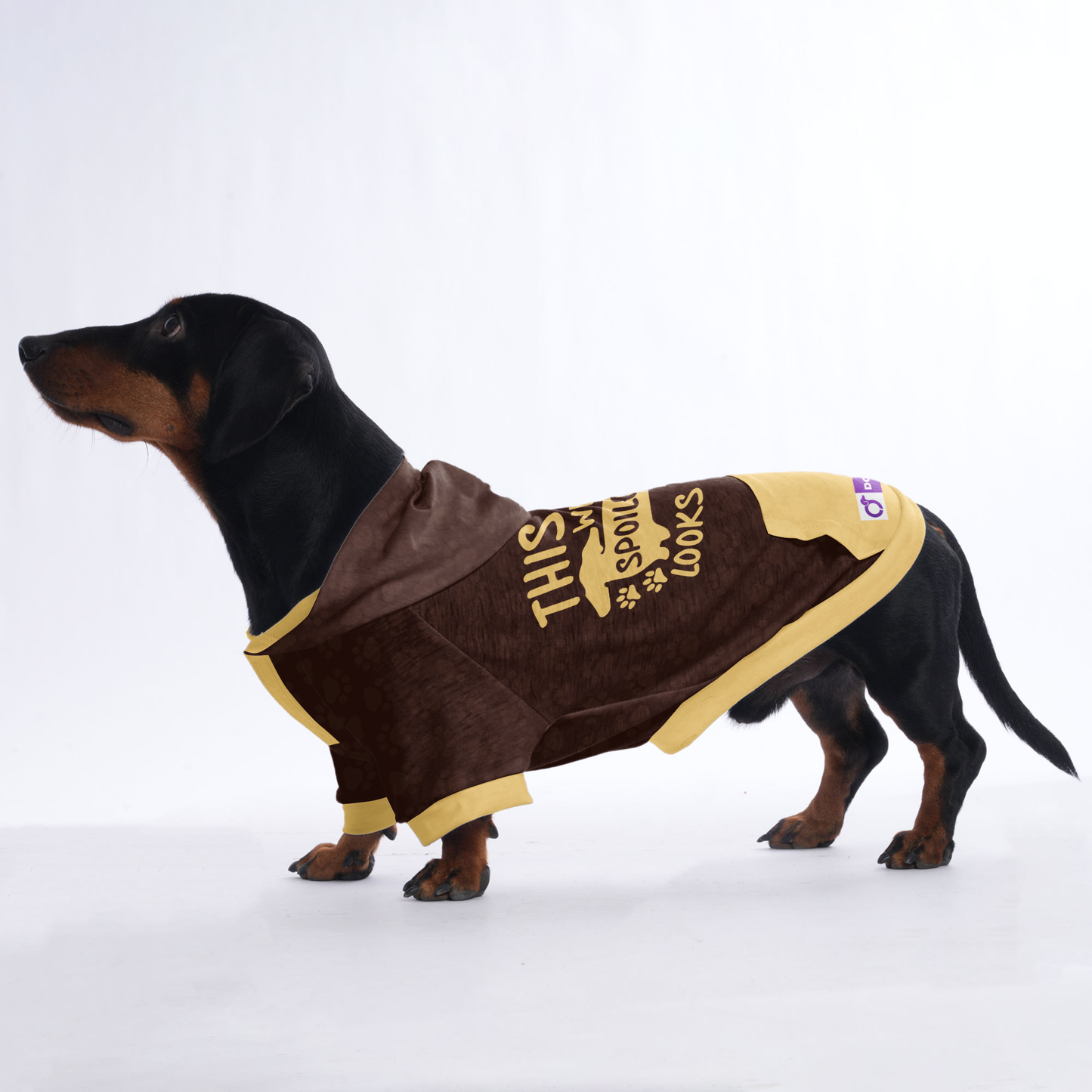 This is What Spoiled Looks Like - Hoodies for Dachshunds