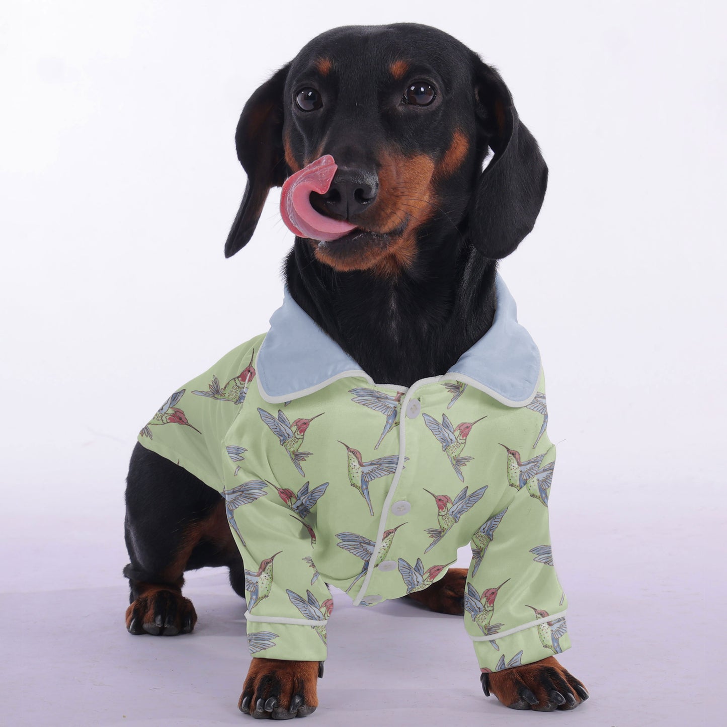 Ray -  Pajamas for Dachshund