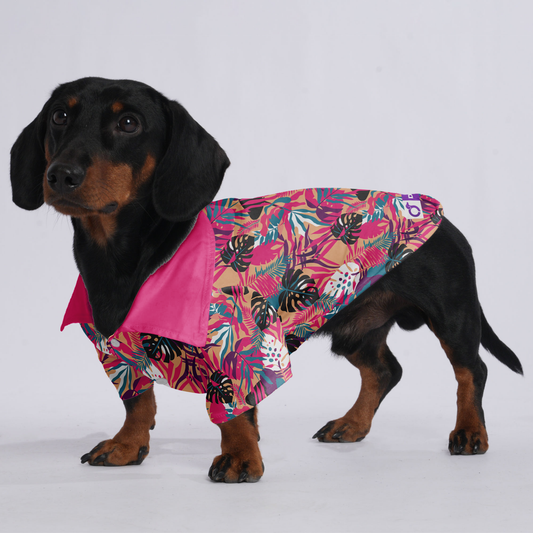 Lexi - Hawaiian Shirt for Doxies