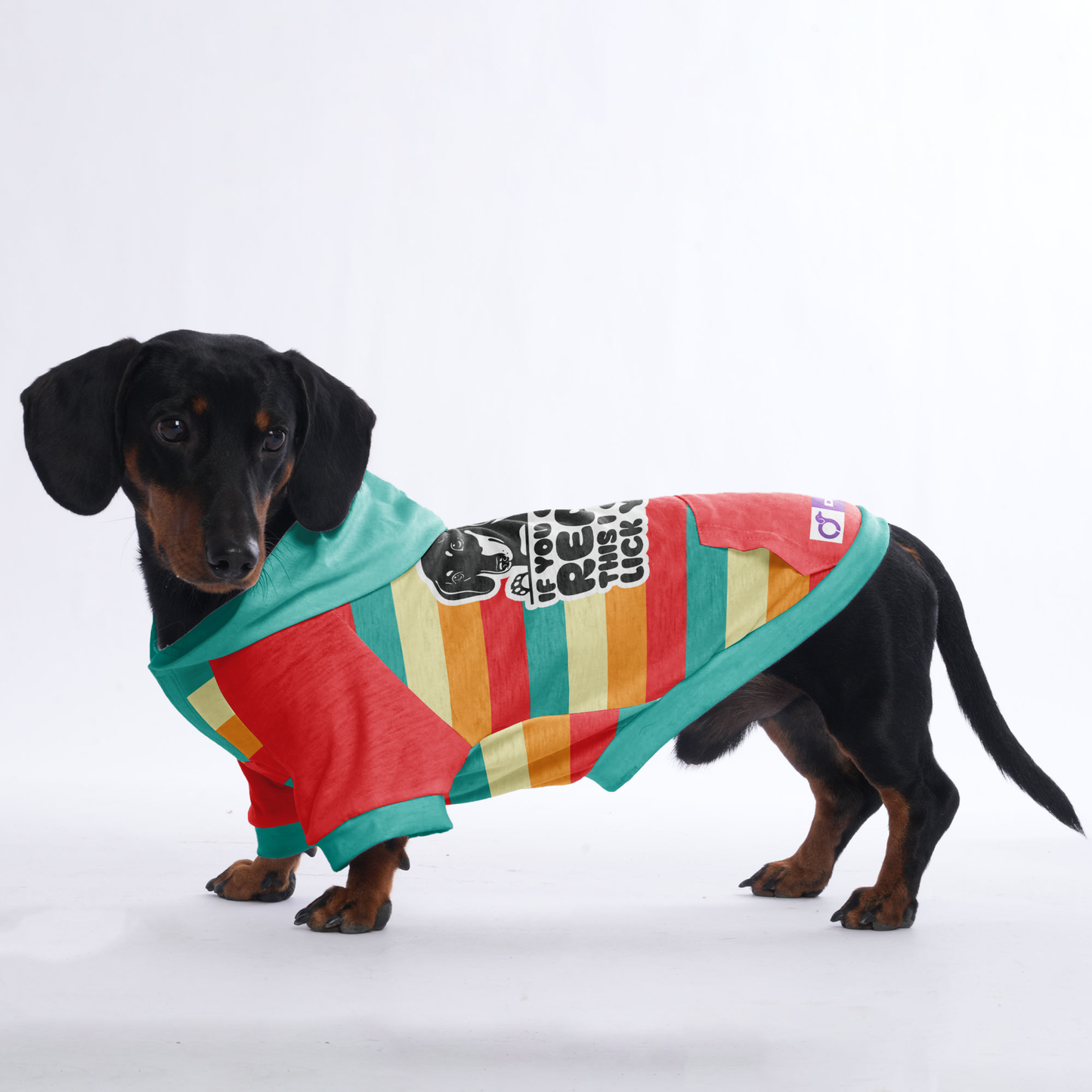 If you can read this , I can lick you - Hoodies for Dachshunds