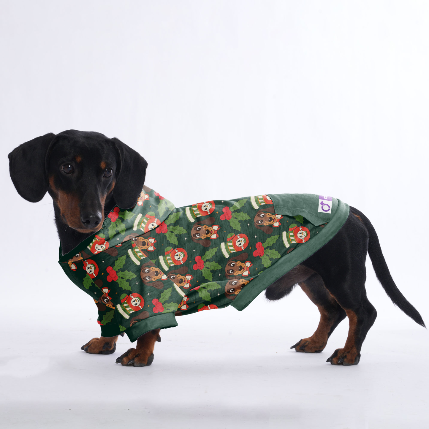 Ray - Hoodies for Dachshunds