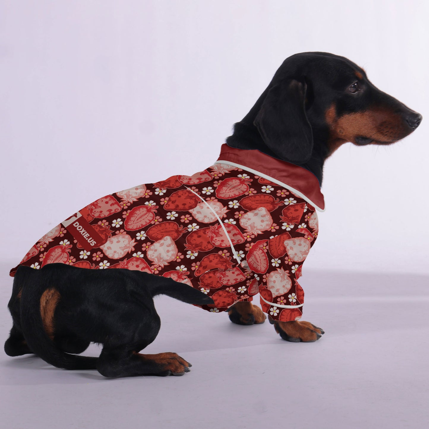 Coco -  Pajamas for Dachshund