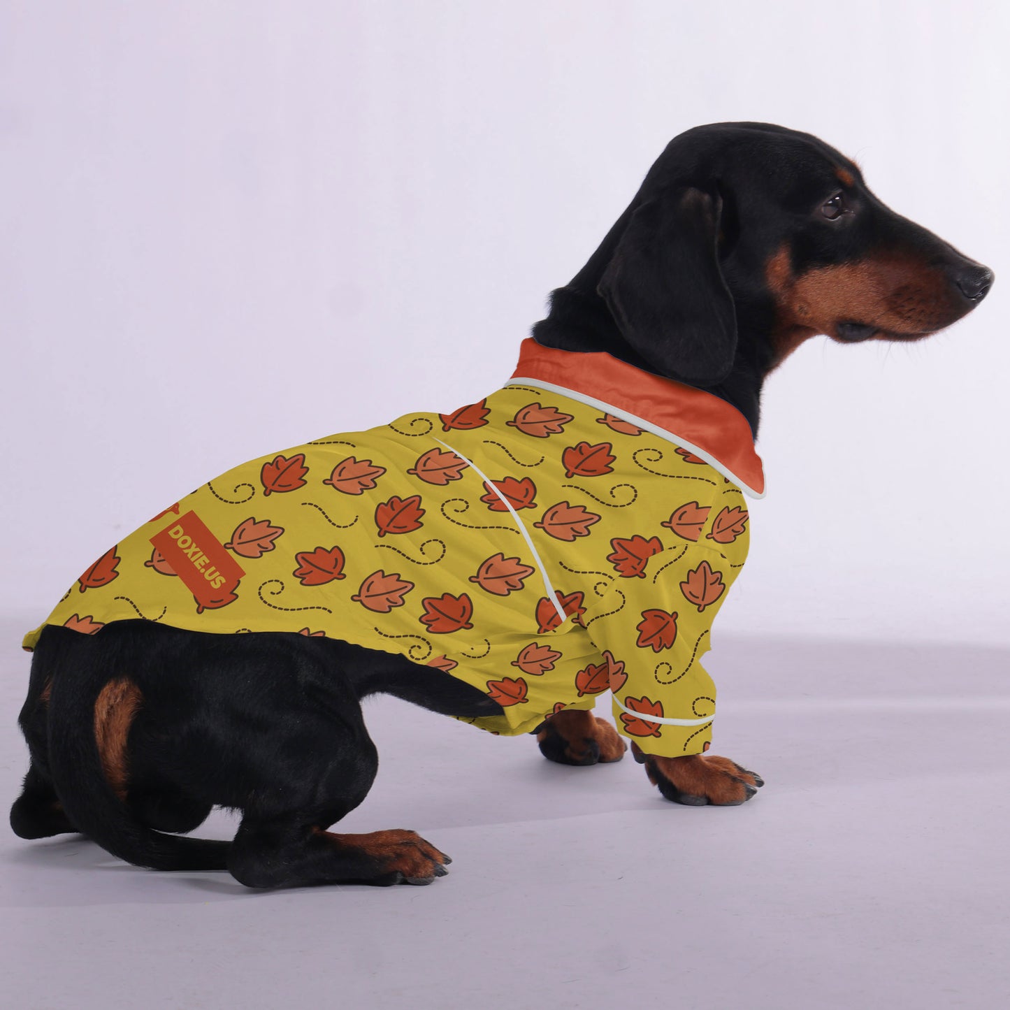 Lenny  -  Pajamas for Dachshund