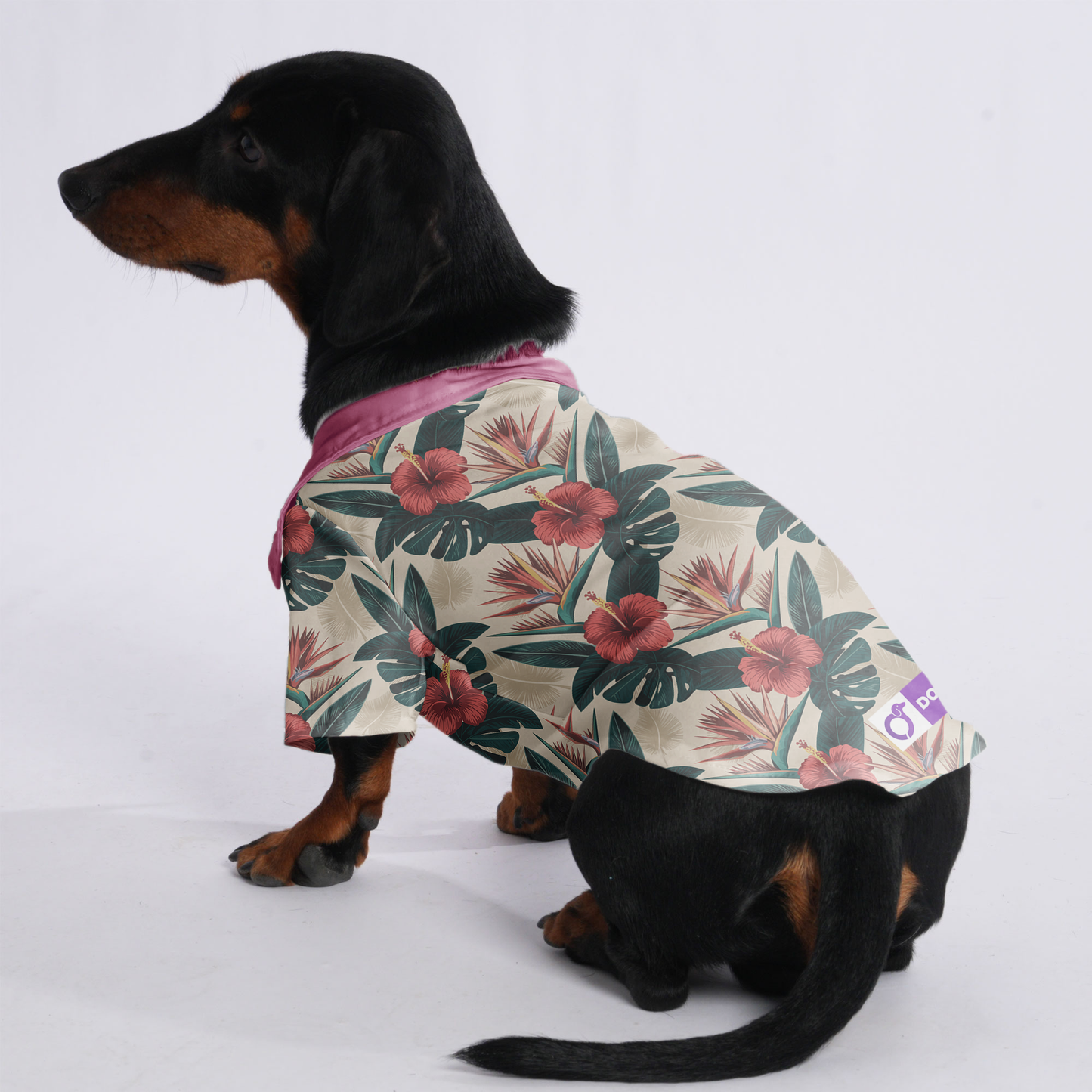 Zeus - Hawaiian Shirt for Doxies