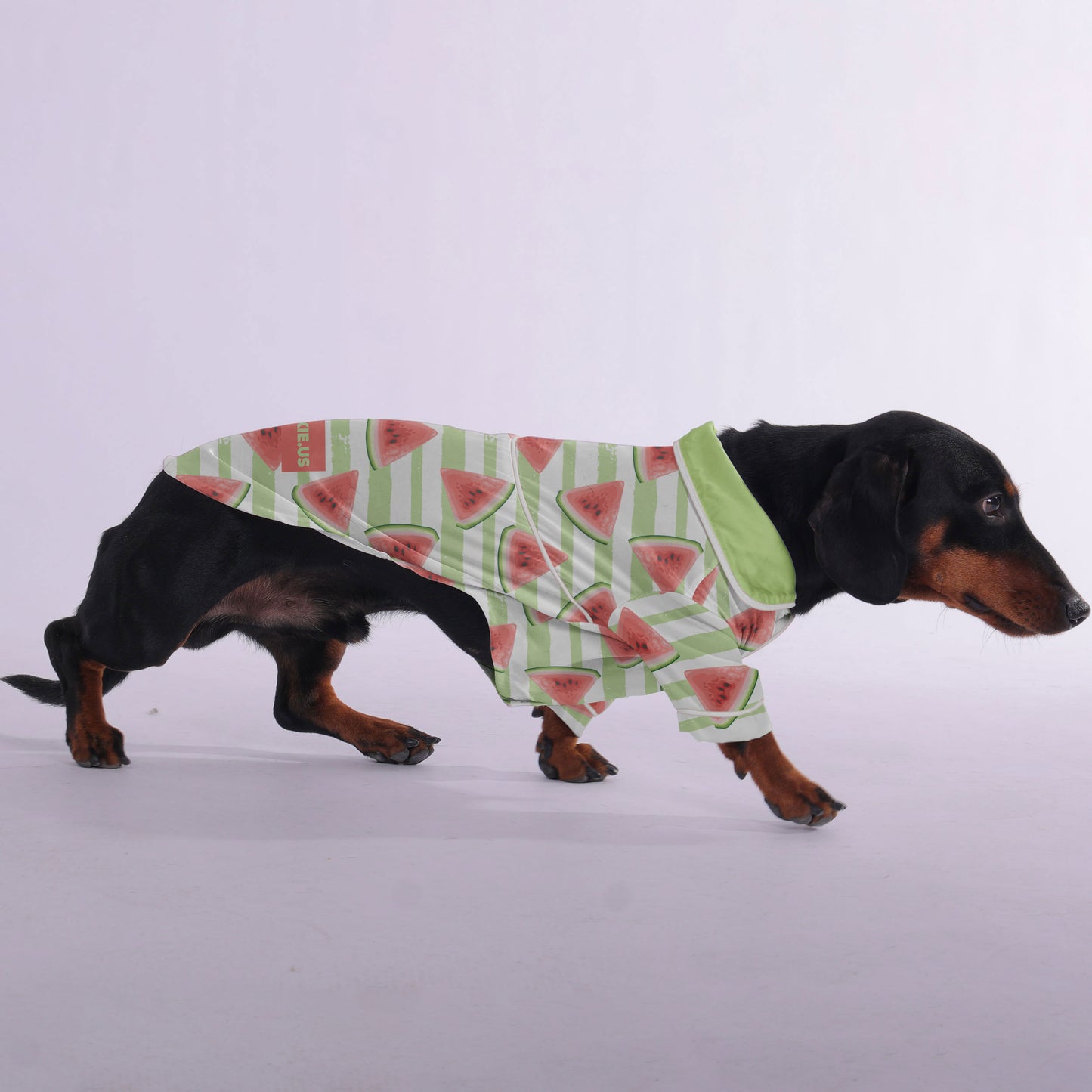 Cody  -  Pajamas for Dachshund